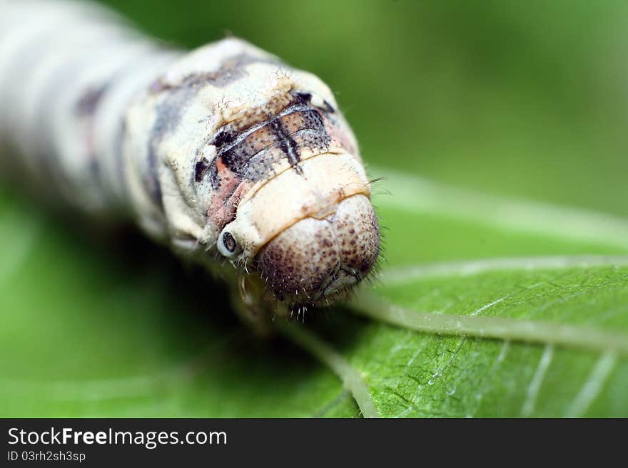 Macro photo of a silworm's face. Macro photo of a silworm's face