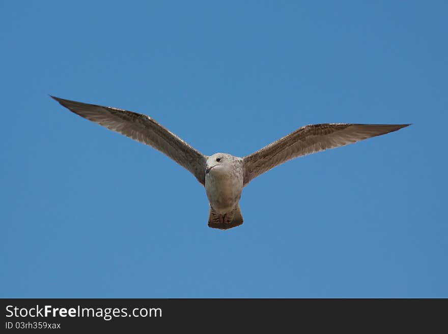 Seagull Soaring in Blue Sky