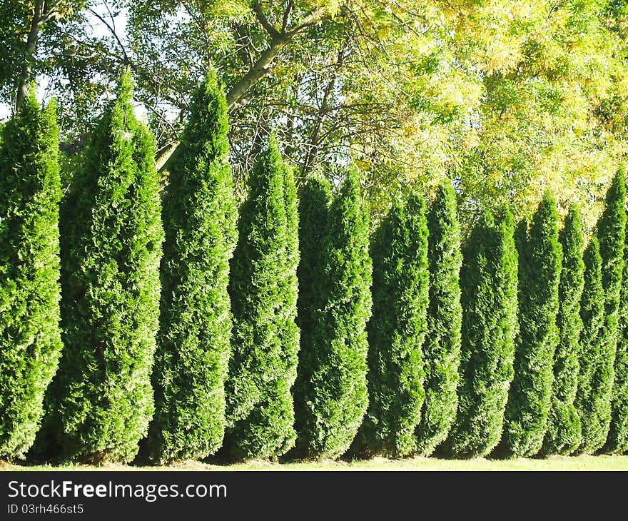 A row of Arbor Vitae columns forming a border. A row of Arbor Vitae columns forming a border