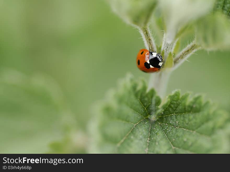 One ladybird climbing a nettle stem.