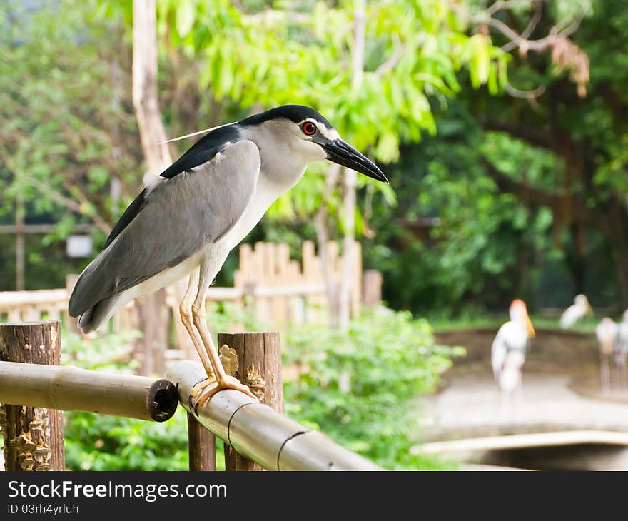 Black-crowned Night-heron