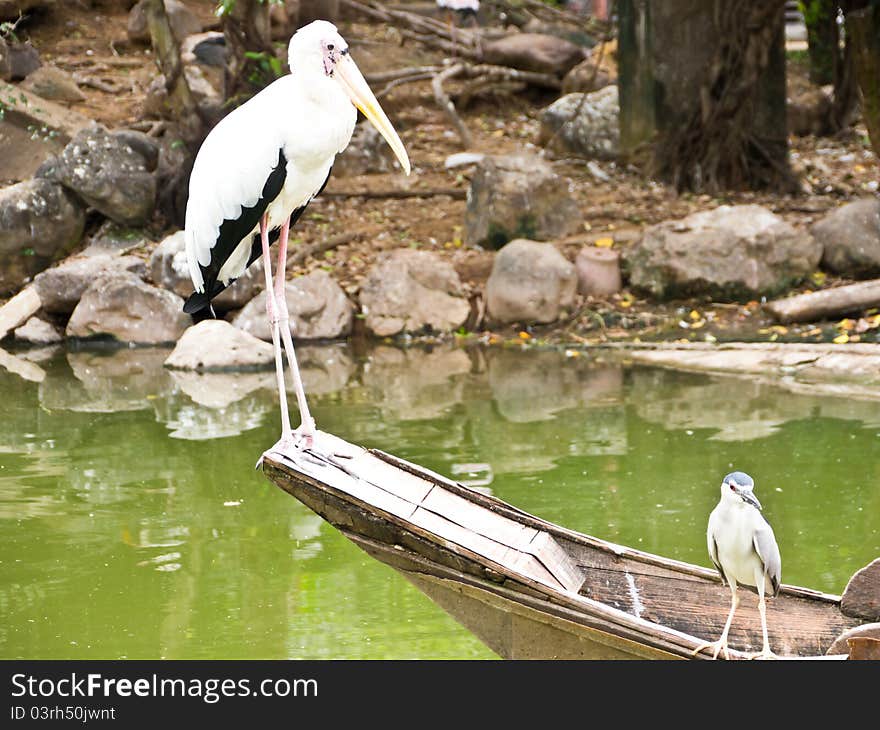 Painted Stork