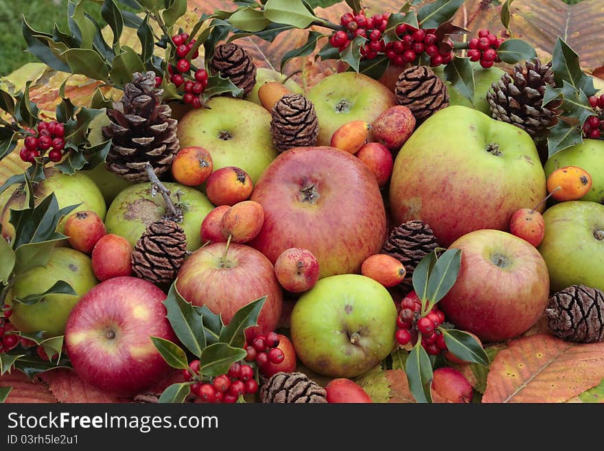 Fresh ripe apples  in autumn