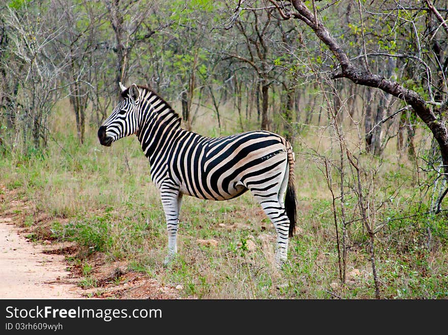 Striped zebra in Africa