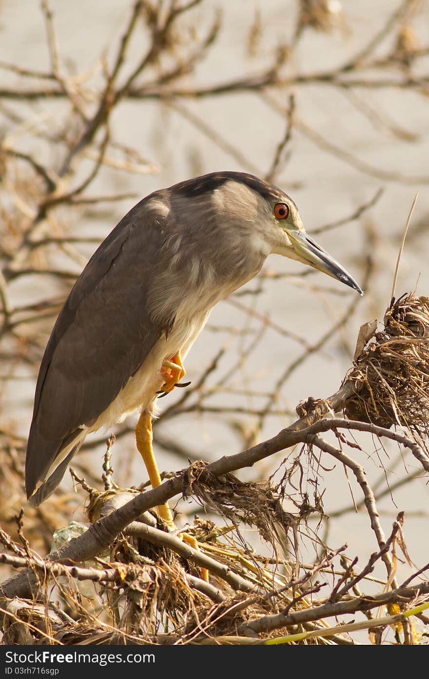 Black crowned night heron standing on one leg.