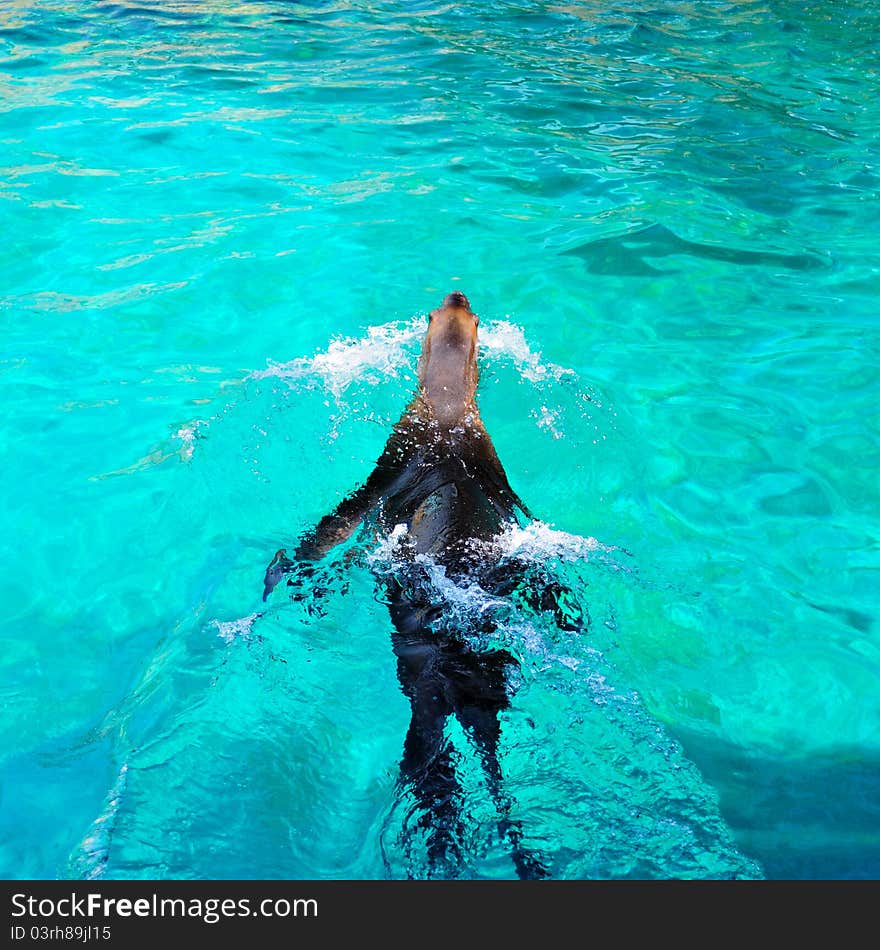 Sea lion is swimming in a zoo.