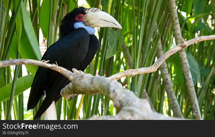 A Toucan on a tree