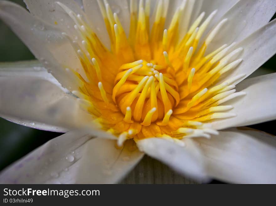 Yellow lotus on white background