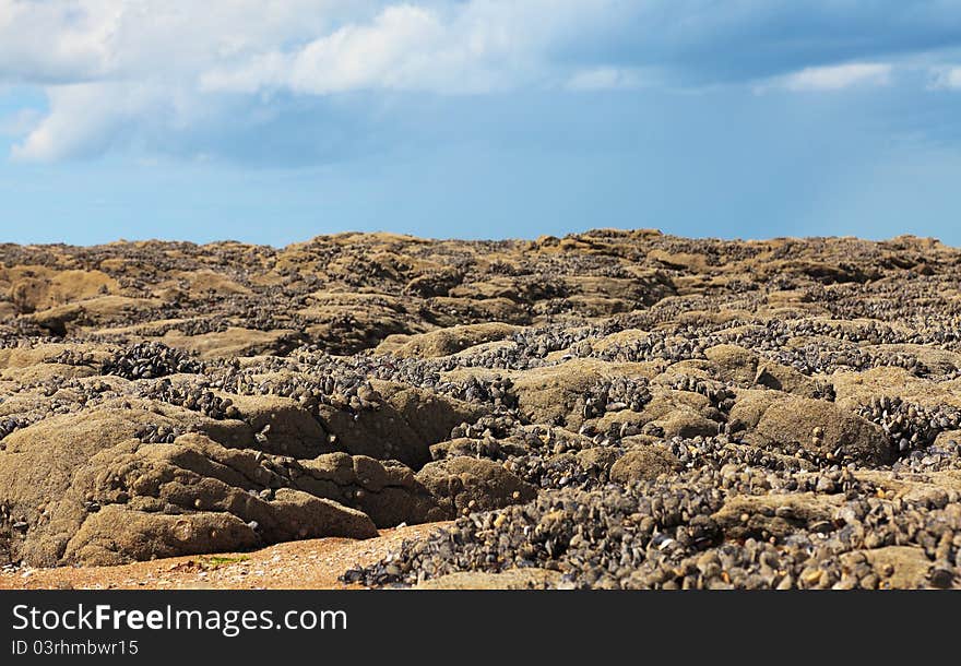 Image of a characteristic beach in Normandy during the low tide.There are many fosillized shells on brown rocks. Image of a characteristic beach in Normandy during the low tide.There are many fosillized shells on brown rocks.