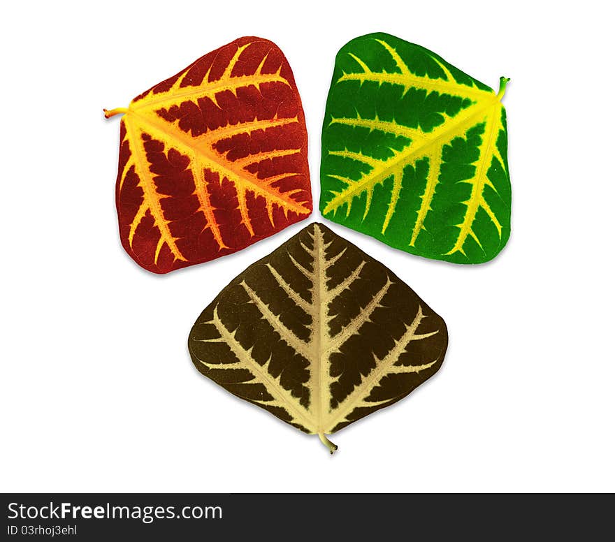 Abstract of the three leaves on white background. Abstract of the three leaves on white background.