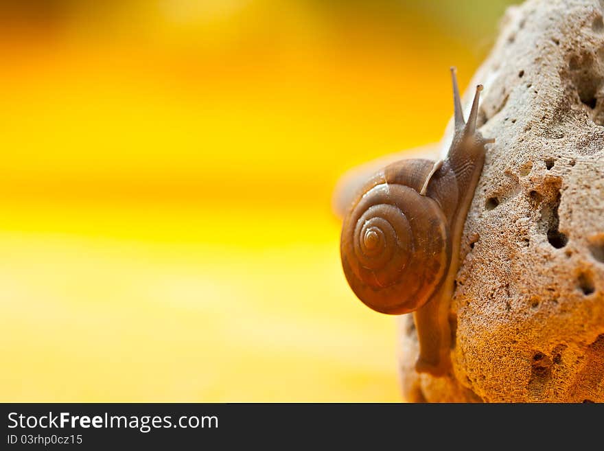 snail on stone yellow background. snail on stone yellow background