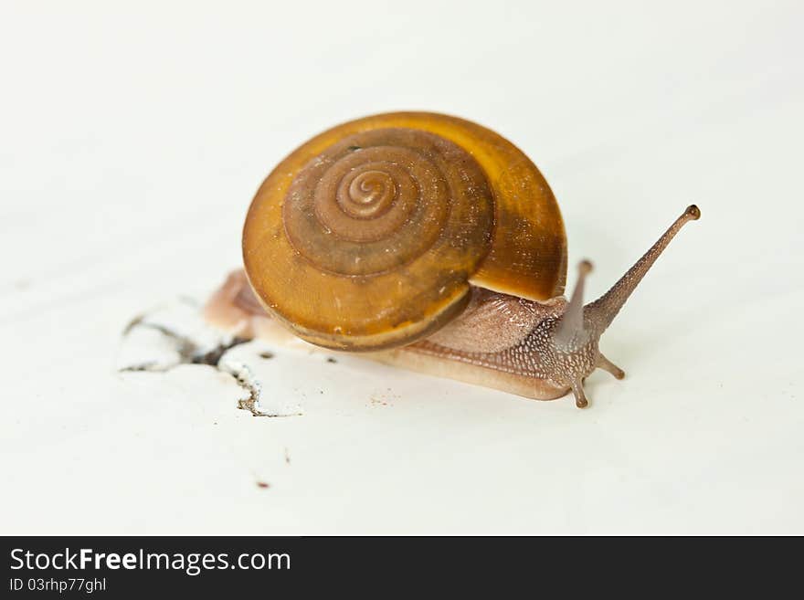 Snail on stone yellow background