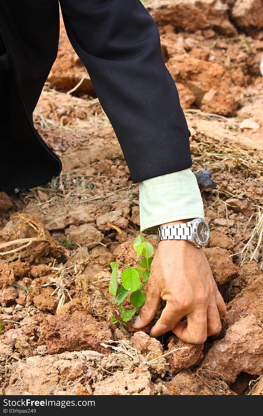 Tree planting