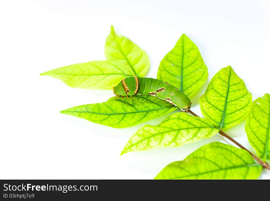 Caterpillar eat leaves.