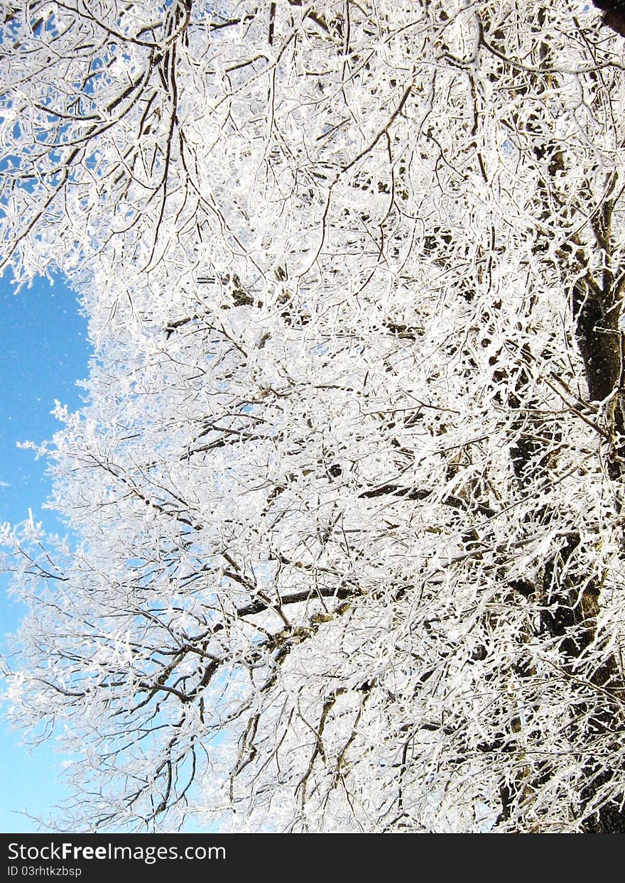 Tree in winter