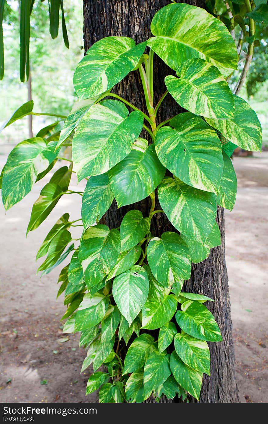 Leaf on tree in the forest