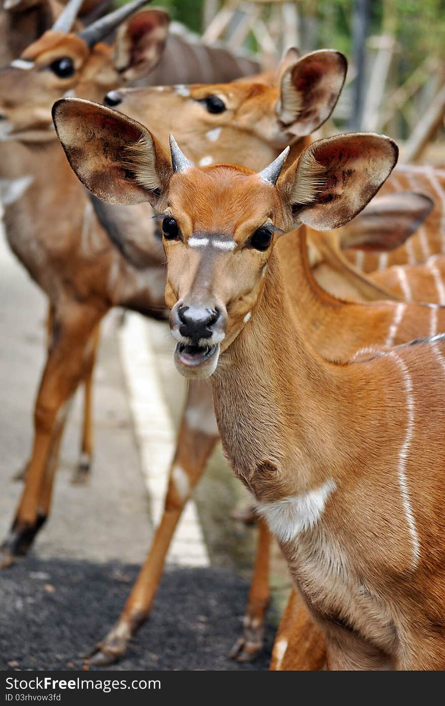 Nyala