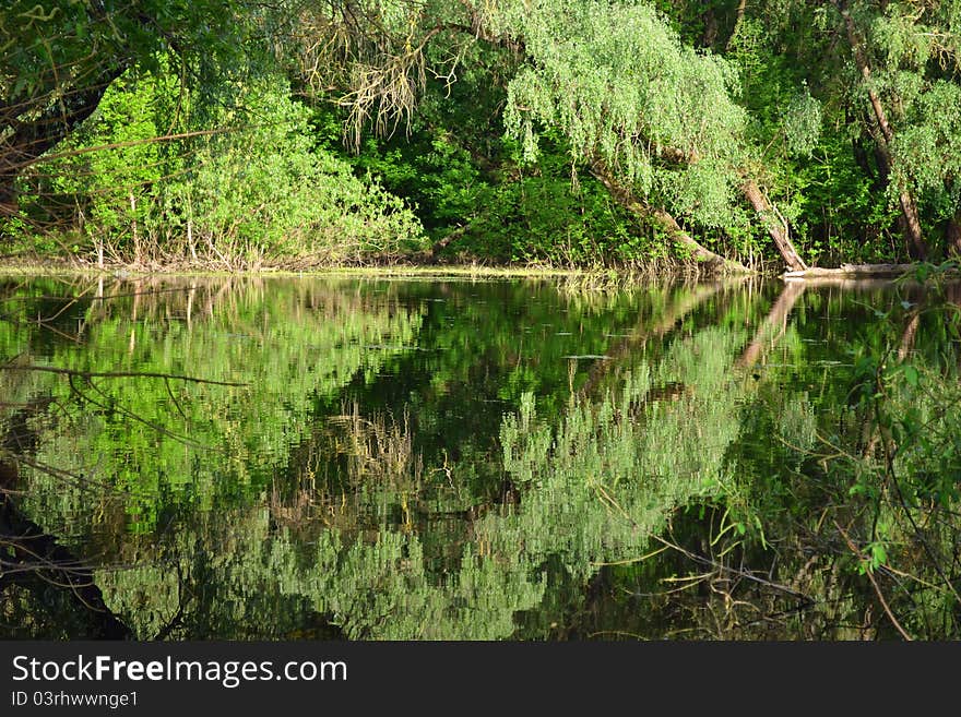 Boggy river in the summer in ukraine.