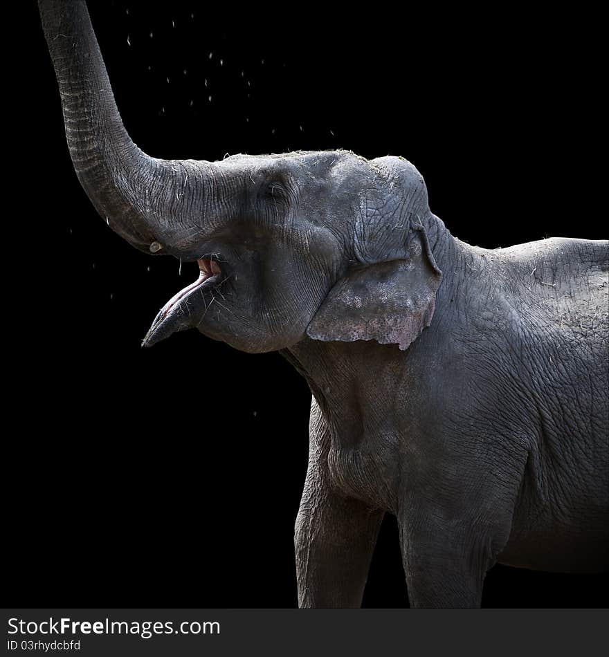 Elephant