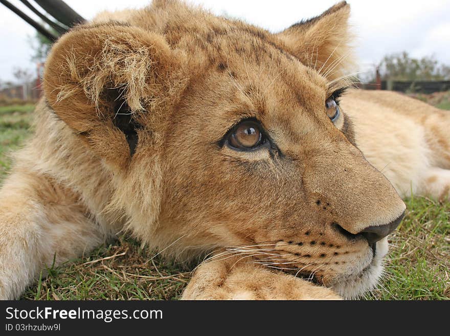 A lion cub looking upwards, chilling after a long snooze in the sun.