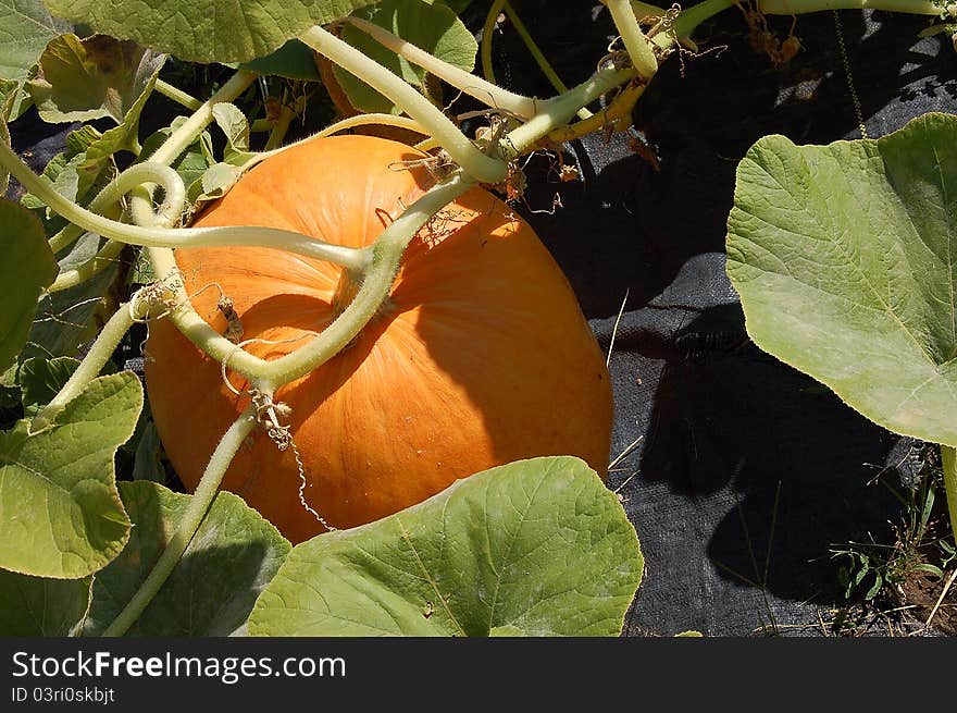 growing  pumpkin