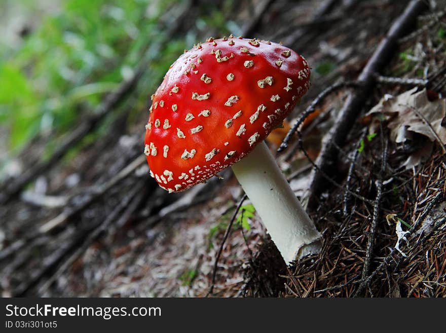 Amanita