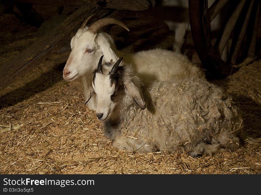 Two Goats sitting