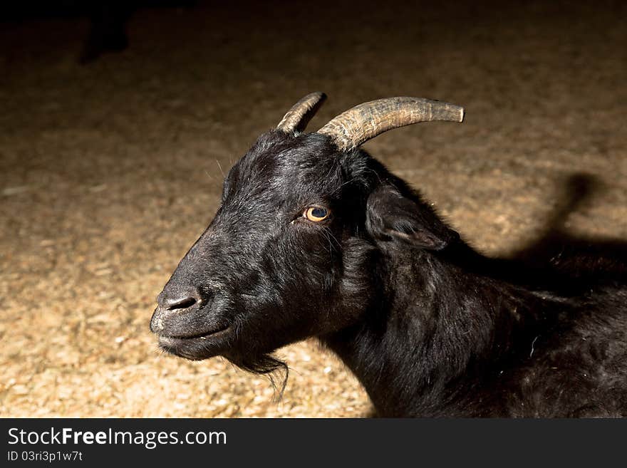 Black goat