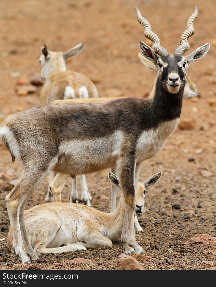 Blackbuck family at the pretoria national zoo