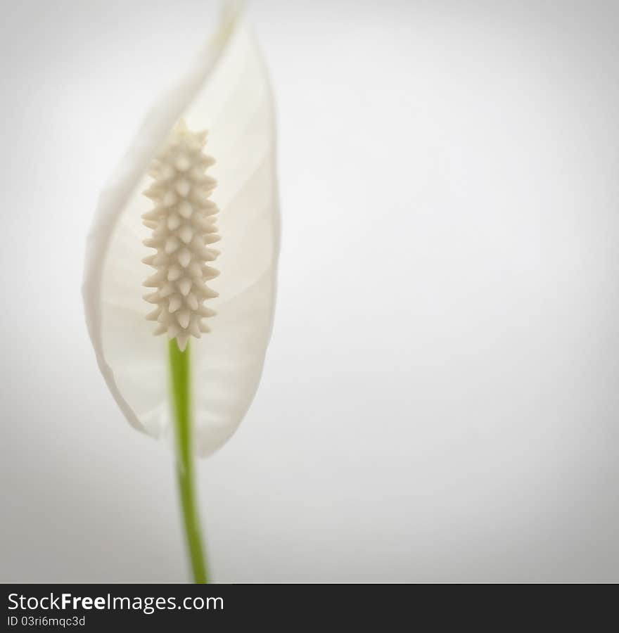 Calla lily on the white background