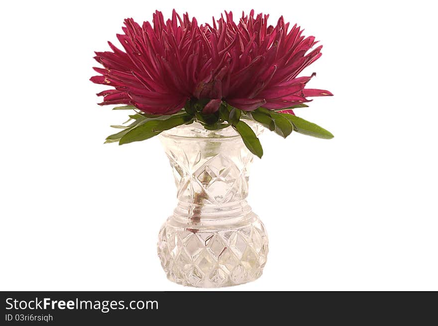 Red aster in the vase