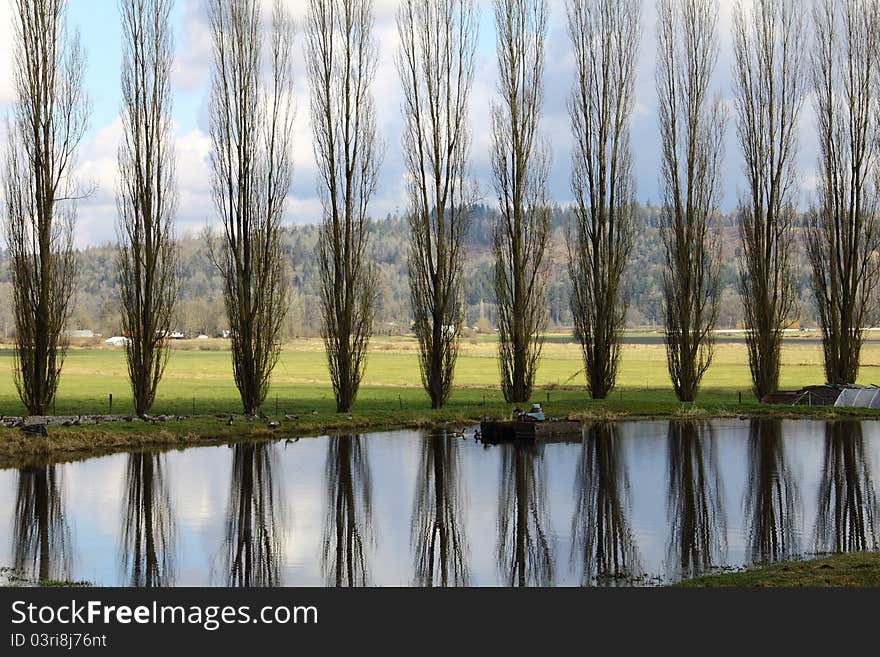 Poplars trees