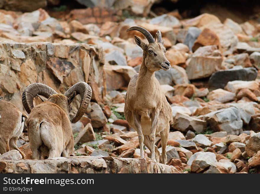 Female mountan goat standing on rocks