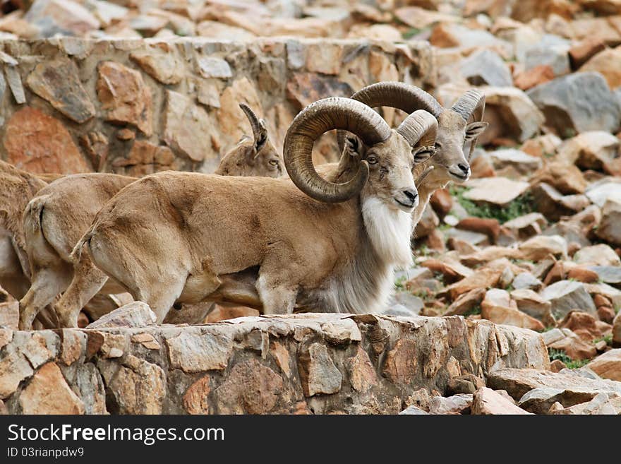 Big male mountan goats standing on rocks