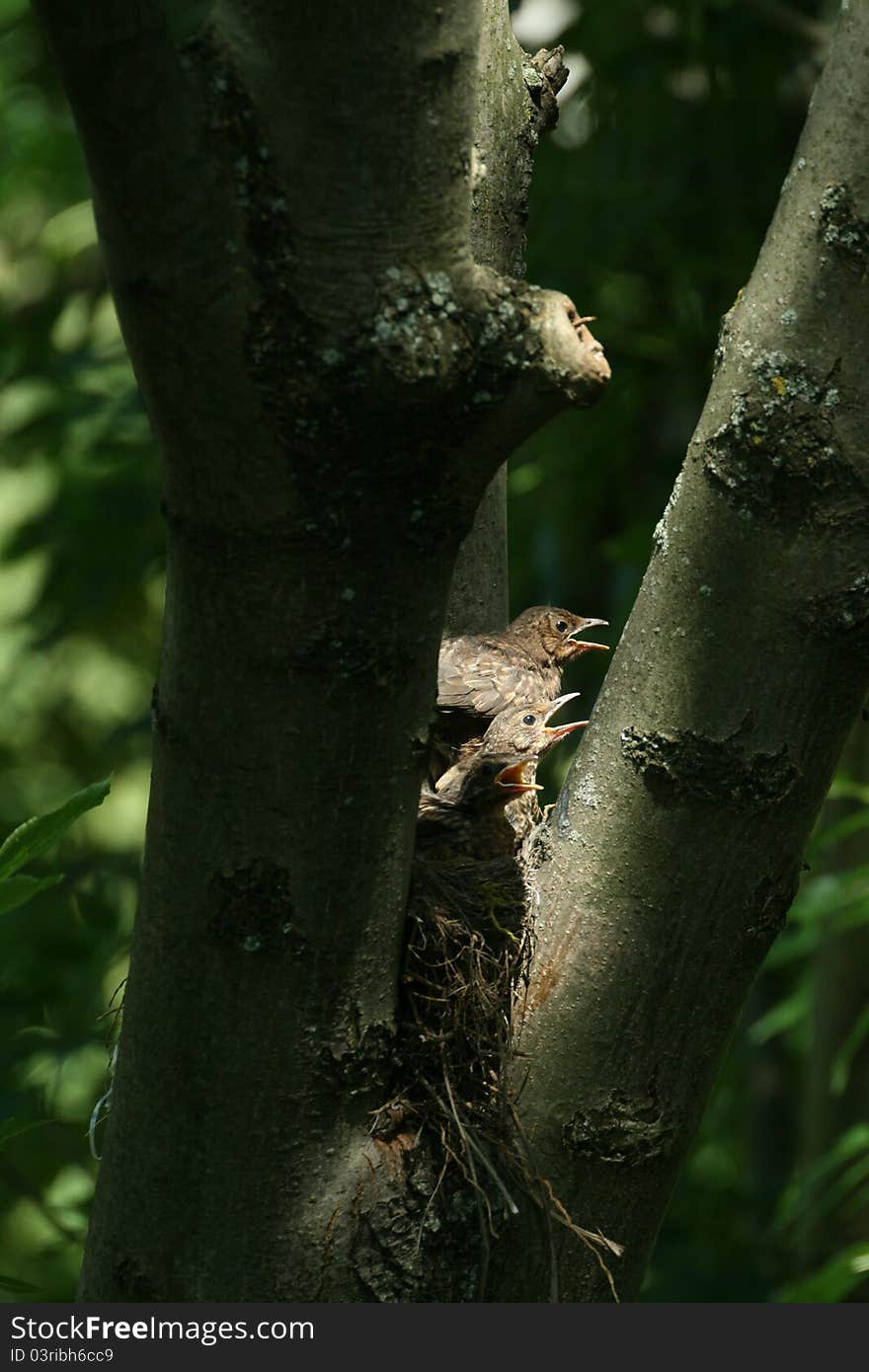 Birds in the nest between limbs