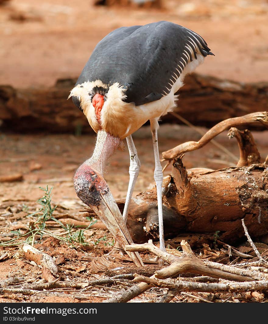 Morabou stork looking for food