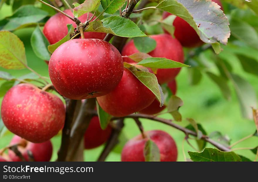 Red discovery apples on young tree