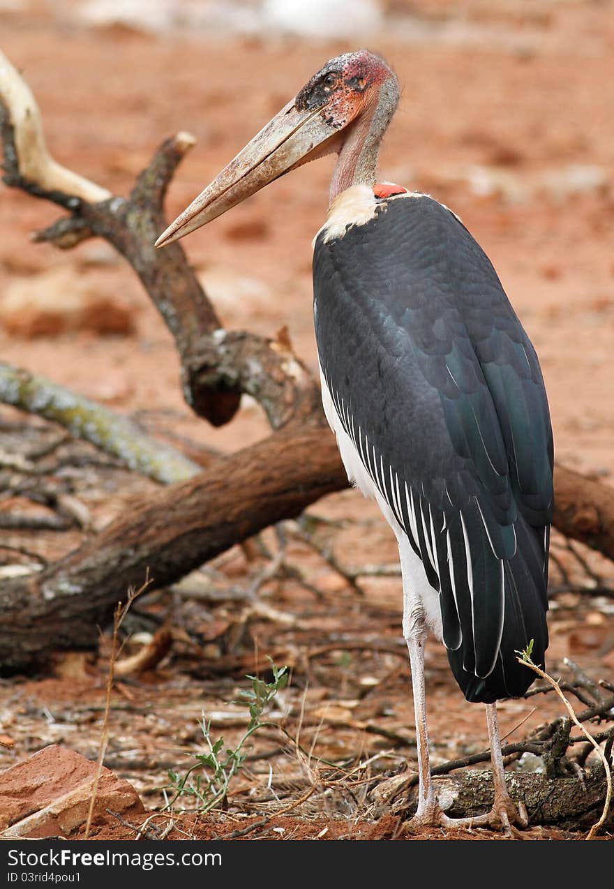 Morabou stork looking for food