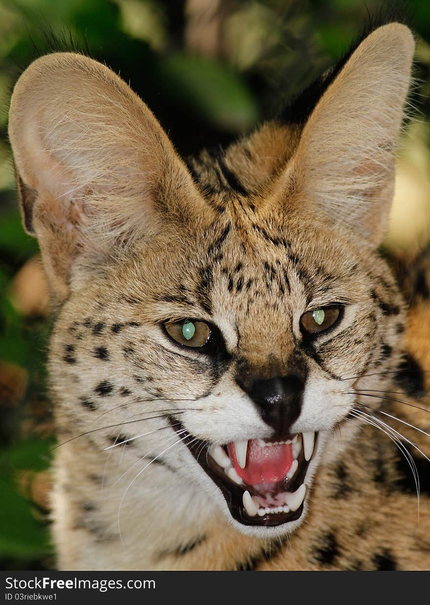 African Serval (Leptailurus serval)