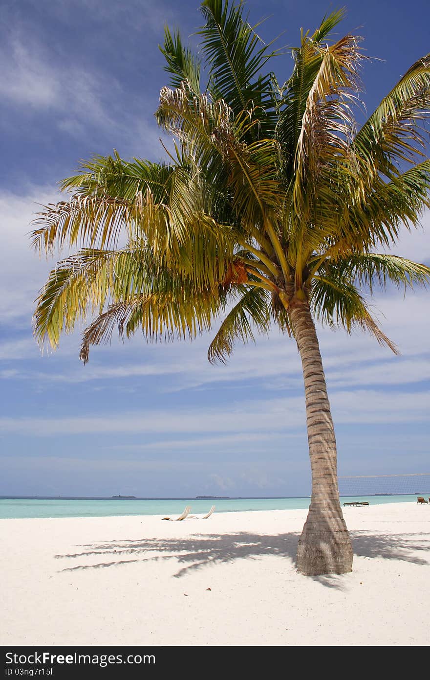 Palm tree on a sandy beach, Maldive Islands, resort Ranveli Village