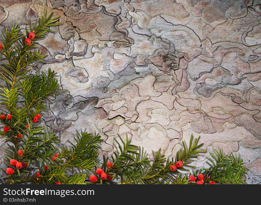 Christmas frame - taxus on the bark background. Christmas frame - taxus on the bark background