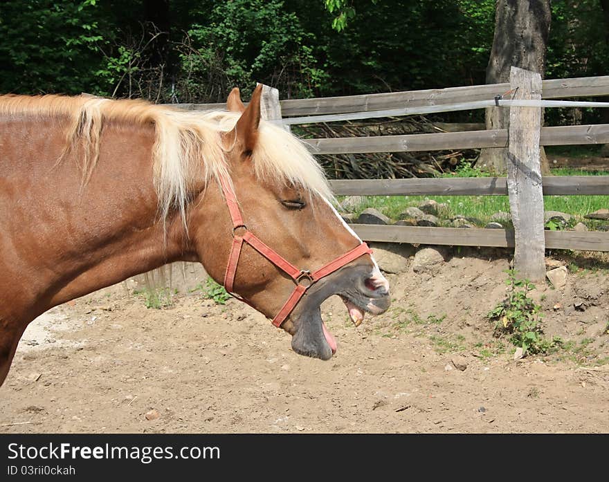 The laughing horse at a farm. The laughing horse at a farm