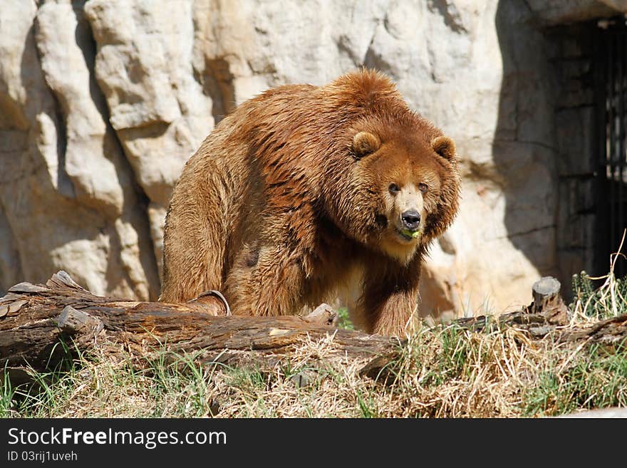 Brown Bear