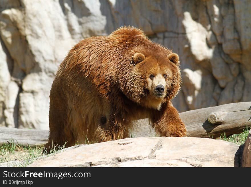 Brown bear