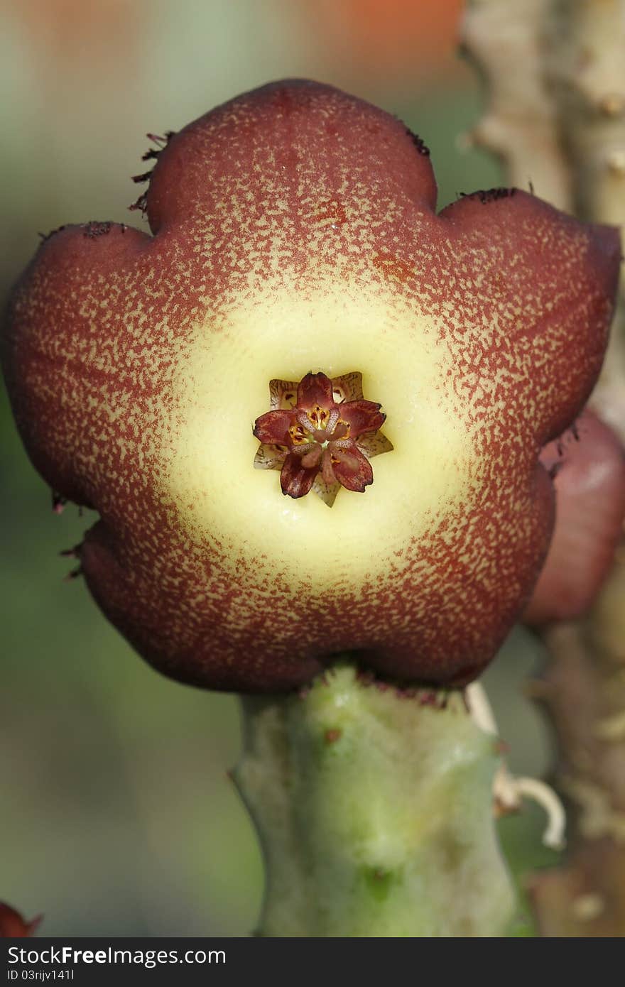 Unusual succulent plant from the dry karoo region of South Africa. Unusual succulent plant from the dry karoo region of South Africa