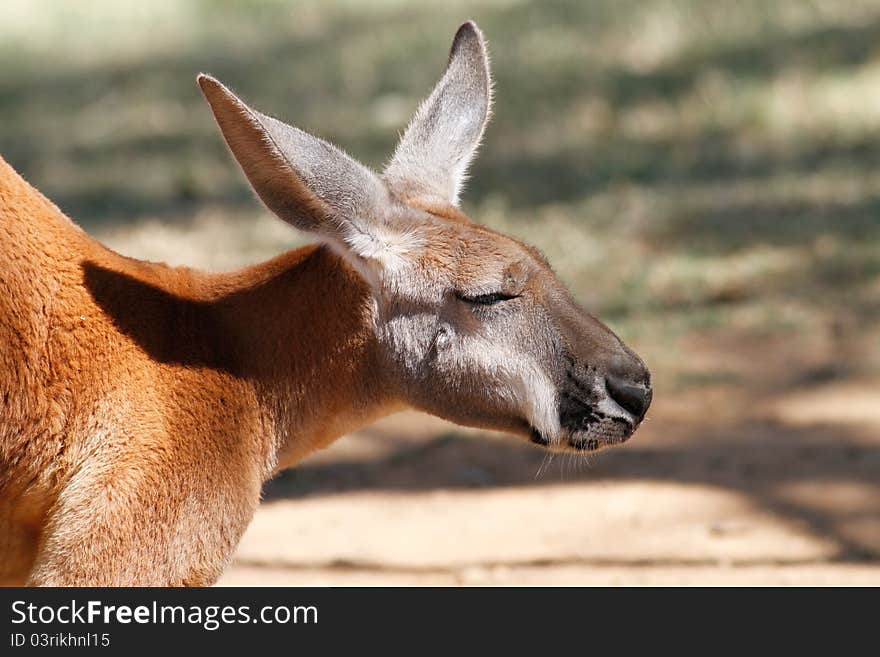 Kangaroo jumping around on soft grass. Kangaroo jumping around on soft grass