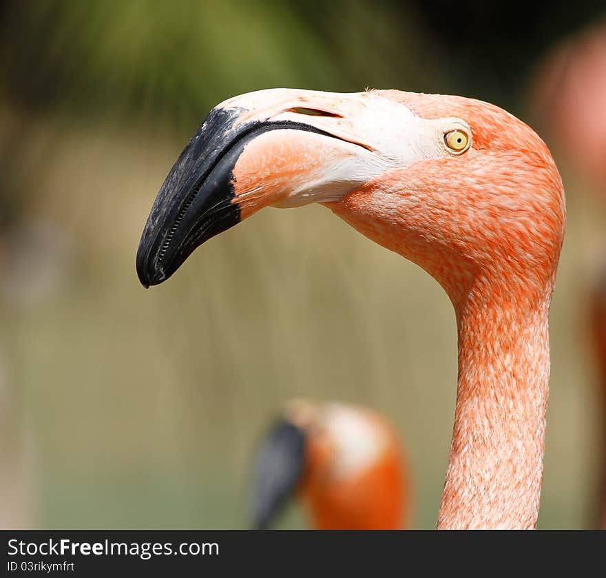 Flamingo closeup in the pretoria national zoo