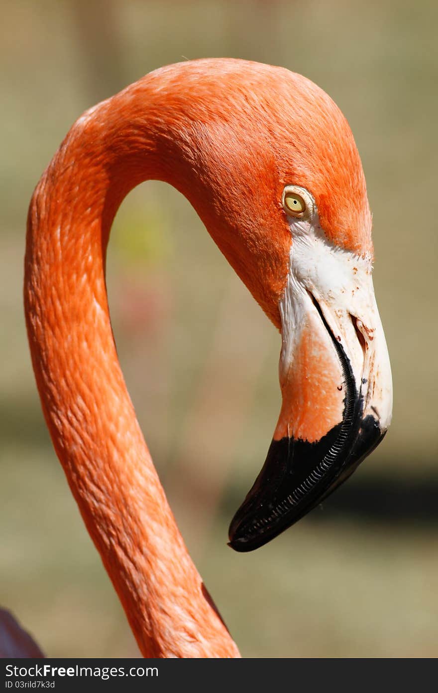 Flamingo closeup in the pretoria national zoo
