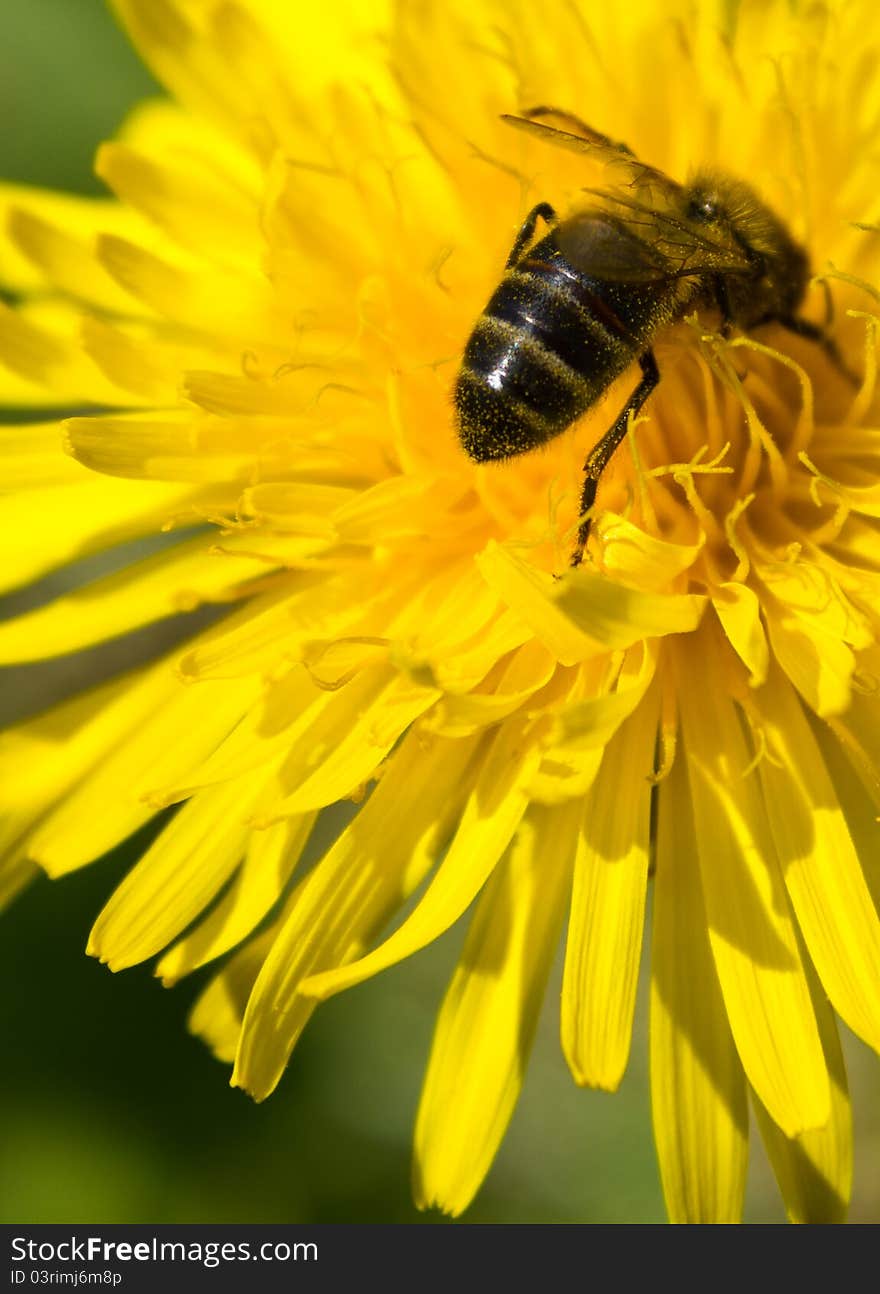 Bee on the dandelion