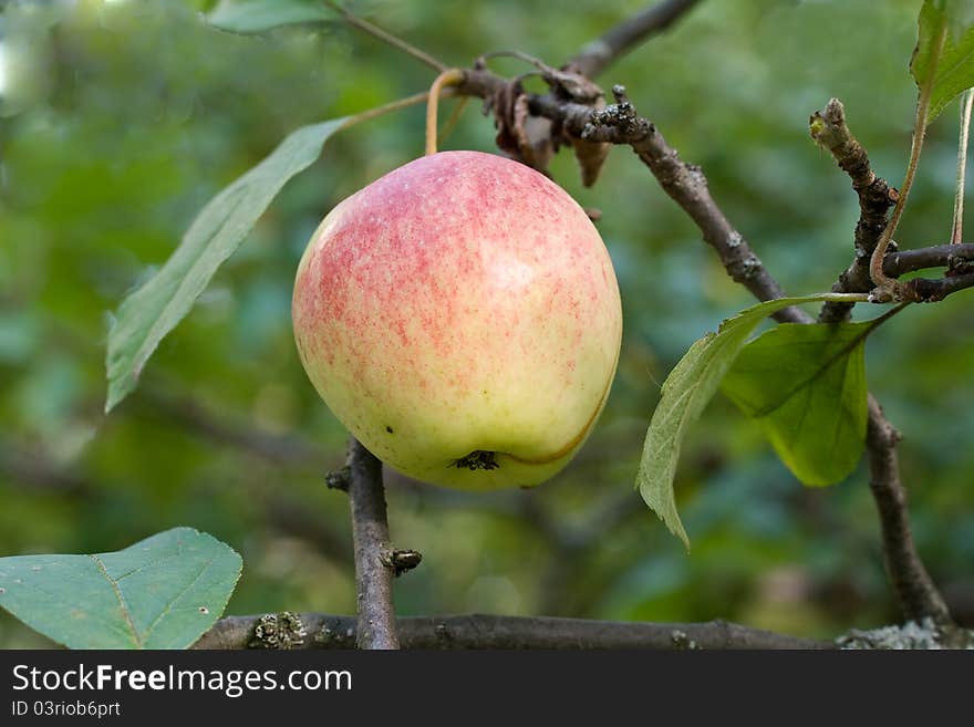 Apple hanging on a branch with leaf in the garden on a clear day. Apple hanging on a branch with leaf in the garden on a clear day